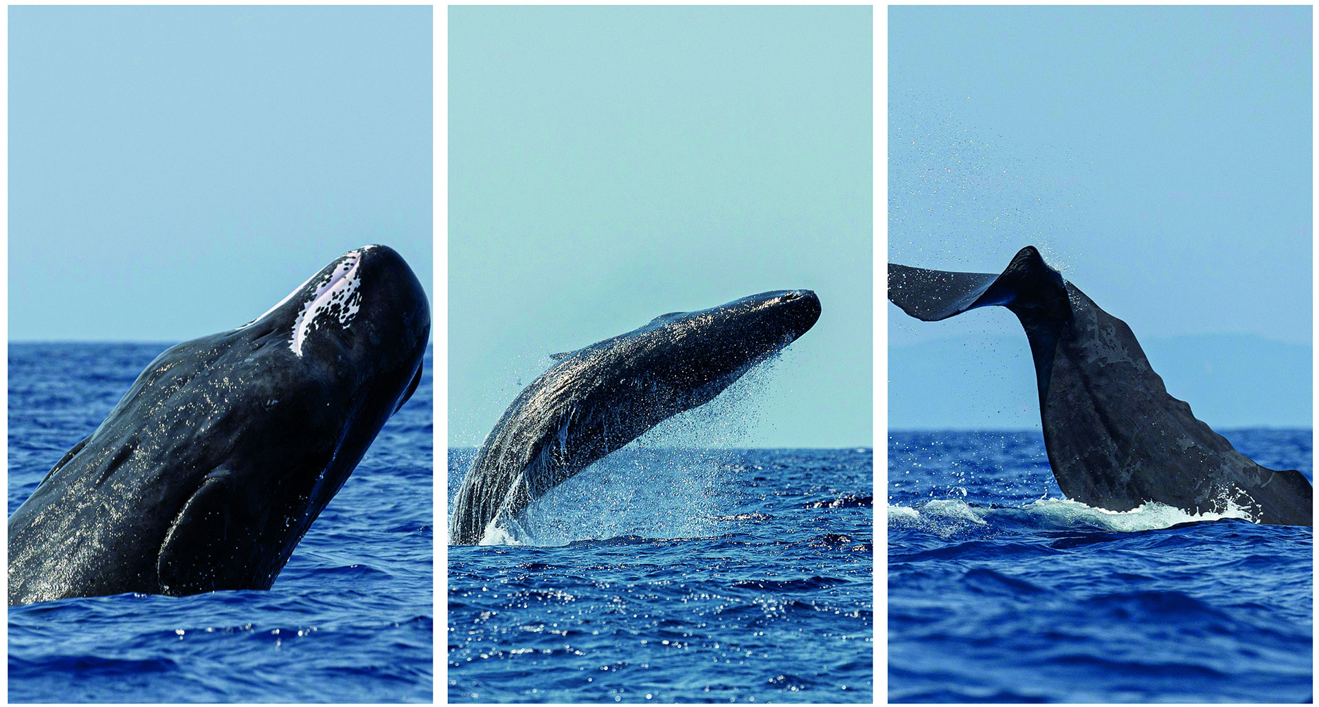 Δίπλα στους φυσητήρες, τους γίγαντες των ελληνικών θαλασσών-1