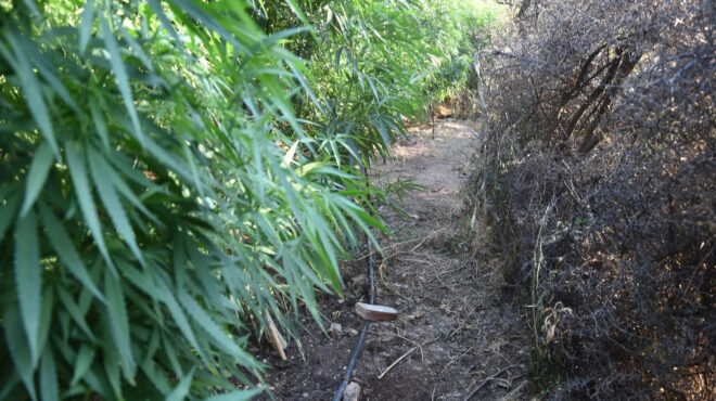 κρήτη-24-φυτείες-κάνναβης-εντοπίστηκαν-563162053
