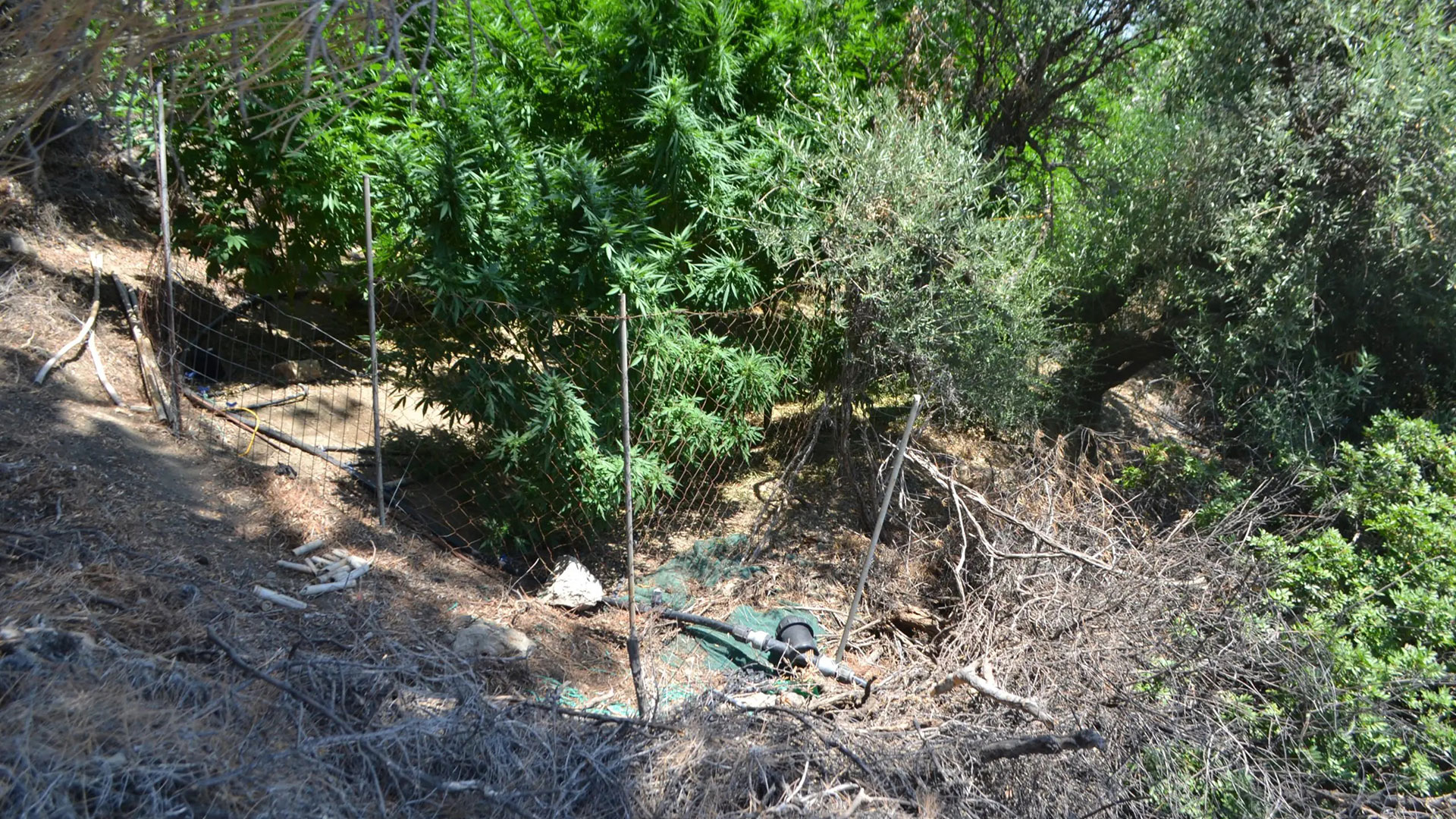 Κρήτη: 24 φυτείες κάνναβης εντοπίστηκαν σε 4 ημέρες-1