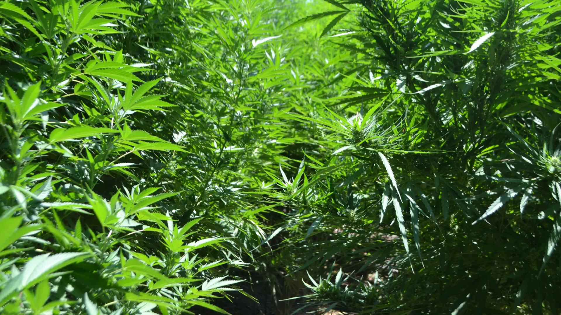 Κρήτη: 24 φυτείες κάνναβης εντοπίστηκαν σε 4 ημέρες-2