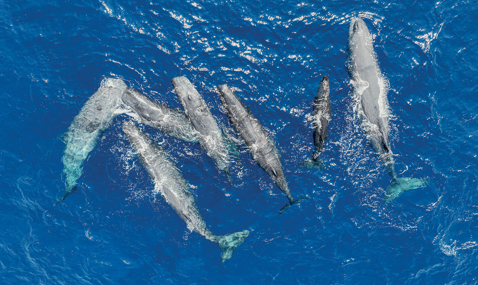 Δίπλα στους φυσητήρες, τους γίγαντες των ελληνικών θαλασσών-3