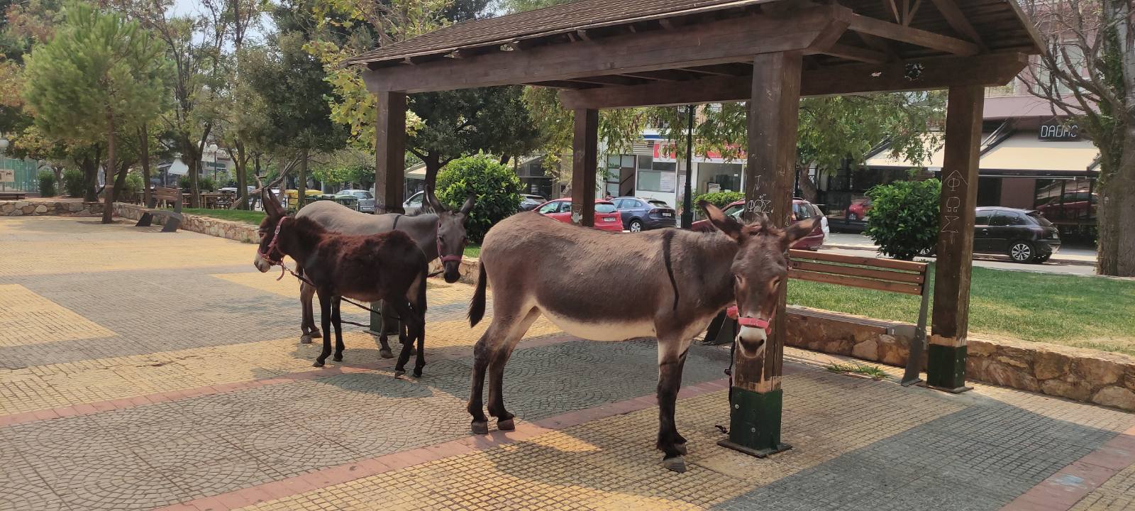 «Αν είναι δυνατόν, καιγόμαστε μέσα στην πλατεία…»-9