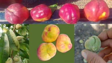 παραμορφωμένα-ροδάκινα-αυτή-η-συμπτ-563163208