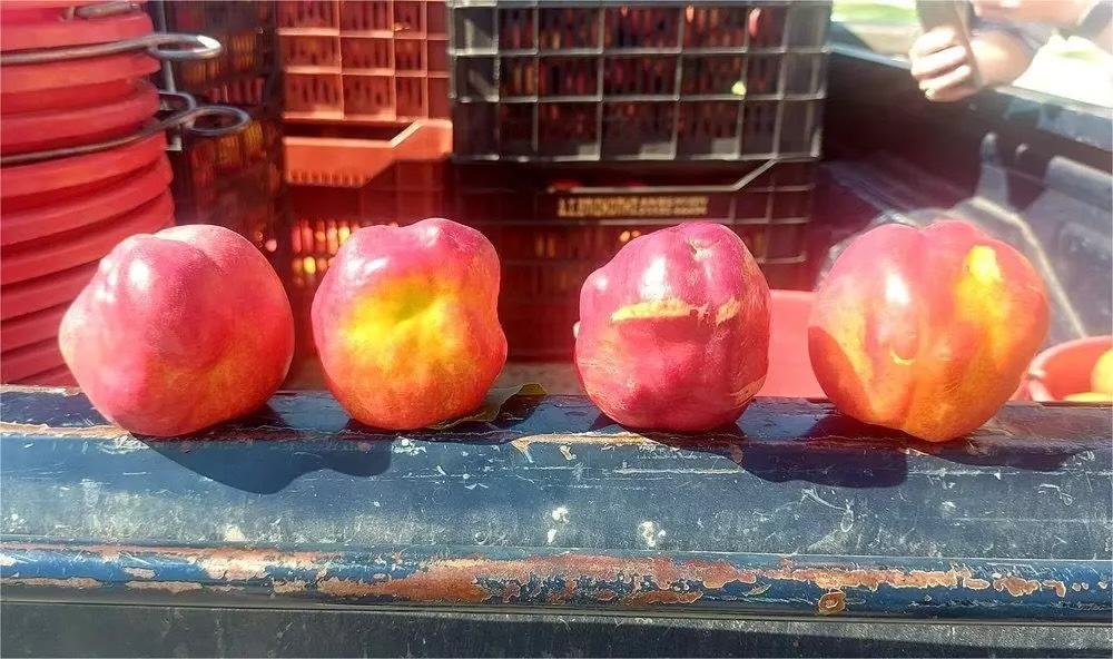 Παραμορφωμένα ροδάκινα: «Αυτή η συμπτωματολογία δεν έχει εμφανιστεί πουθενά στον κόσμο»-1