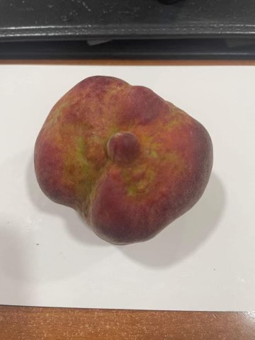 Παραμορφωμένα ροδάκινα: «Αυτή η συμπτωματολογία δεν έχει εμφανιστεί πουθενά στον κόσμο»-3