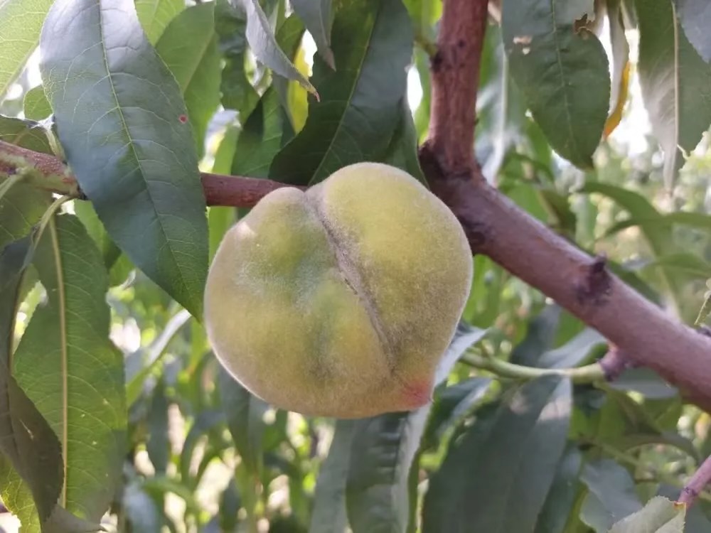 Παραμορφωμένα ροδάκινα: «Αυτή η συμπτωματολογία δεν έχει εμφανιστεί πουθενά στον κόσμο»-2