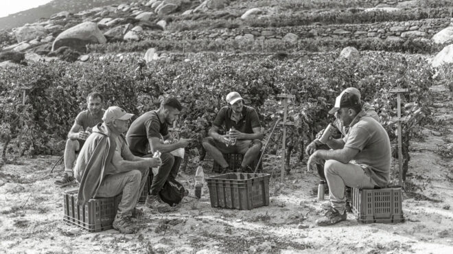 κυκλαδίτικος-αμπελώνας-δεν-είναι-μόν-563177173