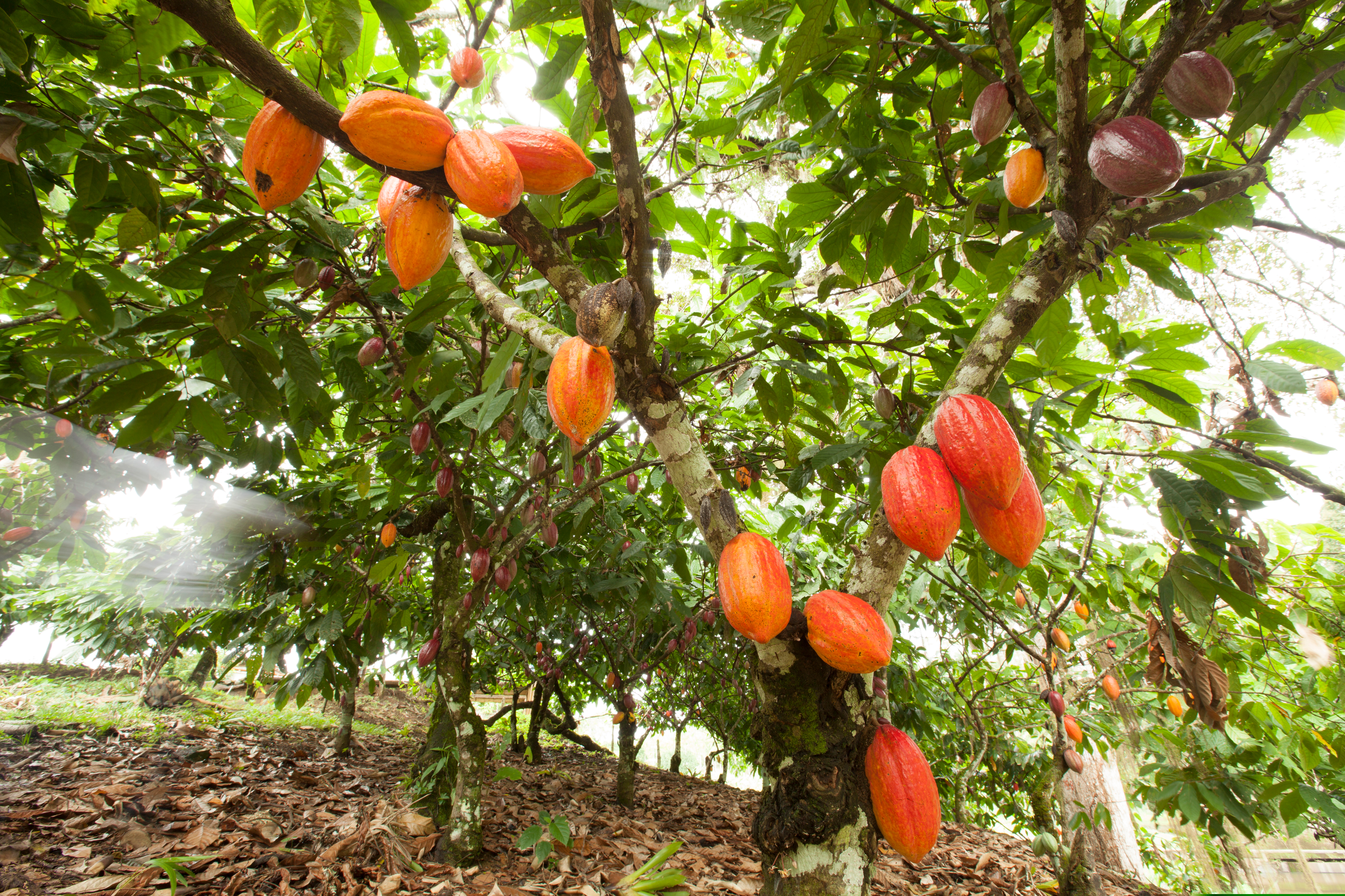 Μήπως οι Ελβετοί φέρνουν (ξανά) επανάσταση στη σοκολάτα;-3
