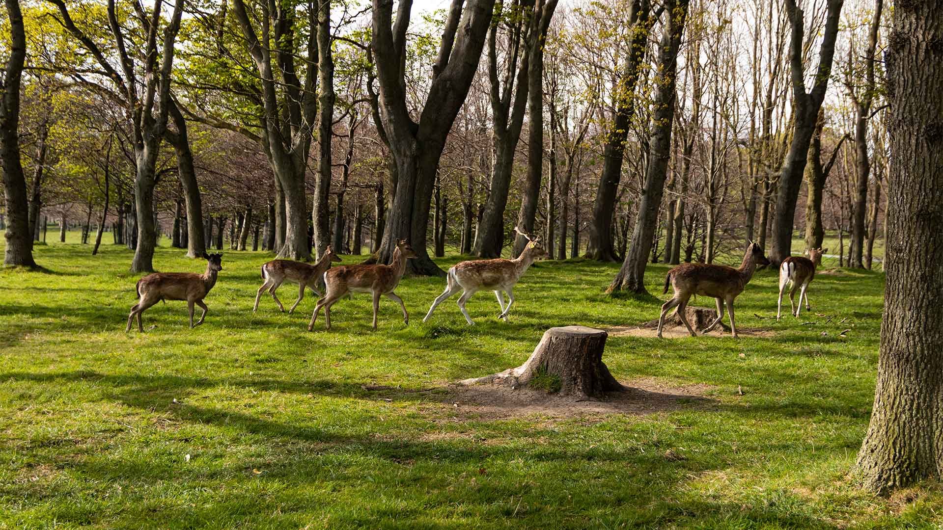 Δουβλίνο για αρχάριους: Τι δεν πρέπει να χάσετε-4