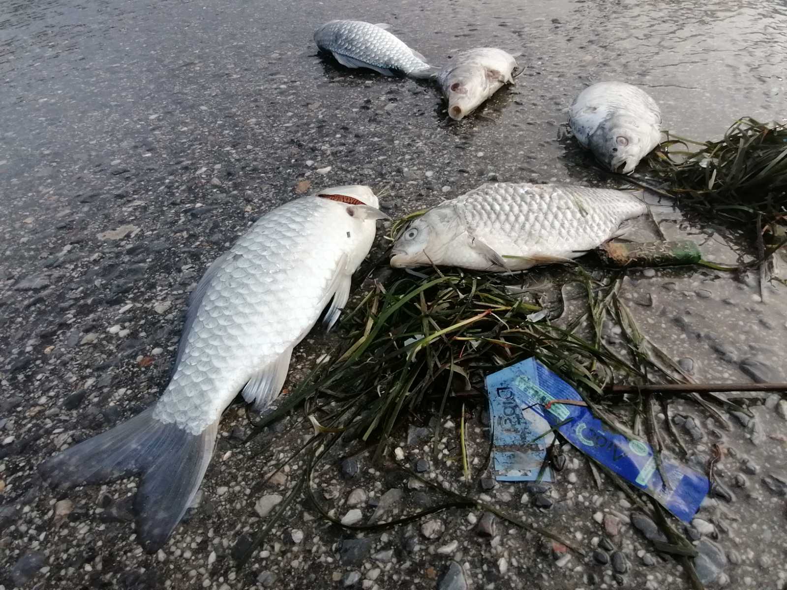 Βόλος: «Είναι ένα οικολογικό έγκλημα»-2