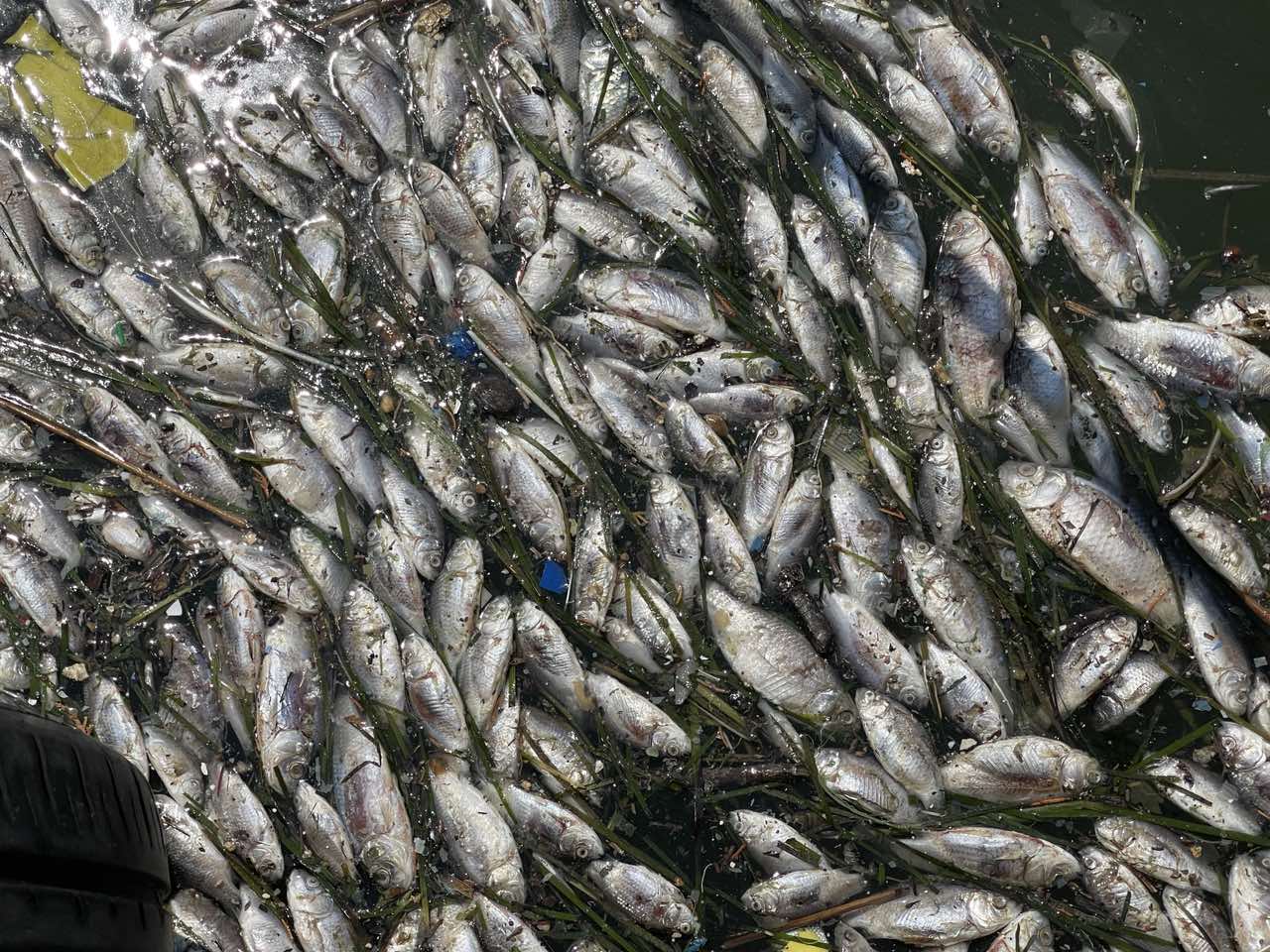 Βόλος: «Είναι ένα οικολογικό έγκλημα»-1