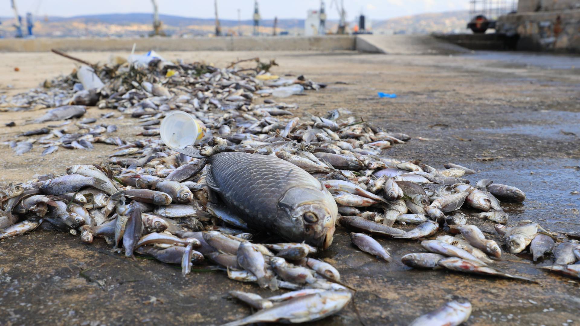 Βόλος: Χιλιάδες νεκρά ψάρια στο λιμάνι – Εκτακτη σύσκεψη-1
