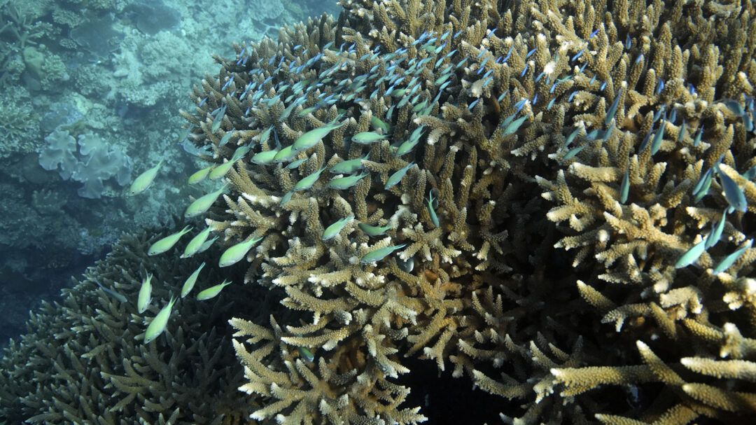 οι-ελληνικές-θάλασσες-εκπέμπουν-sos-563166325