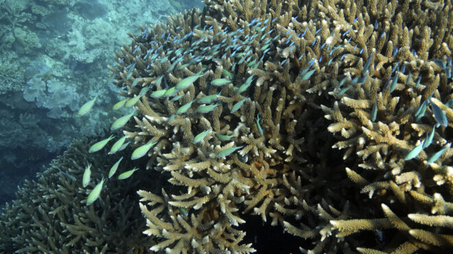 οι-ελληνικές-θάλασσες-εκπέμπουν-sos-563166325