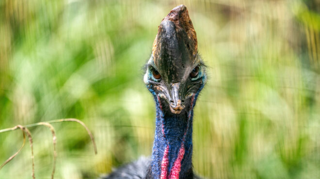 ευφορία-στη-βρετανία-για-τον-σπάνιο-νε-563210257