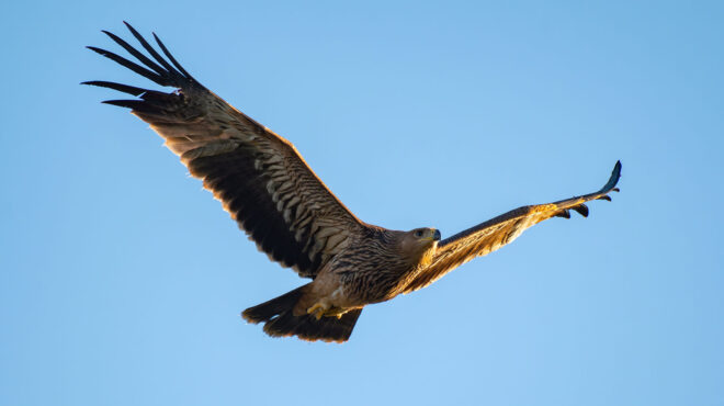 νορβηγία-βασιλικός-αετός-άρπαξε-νήπι-563210149