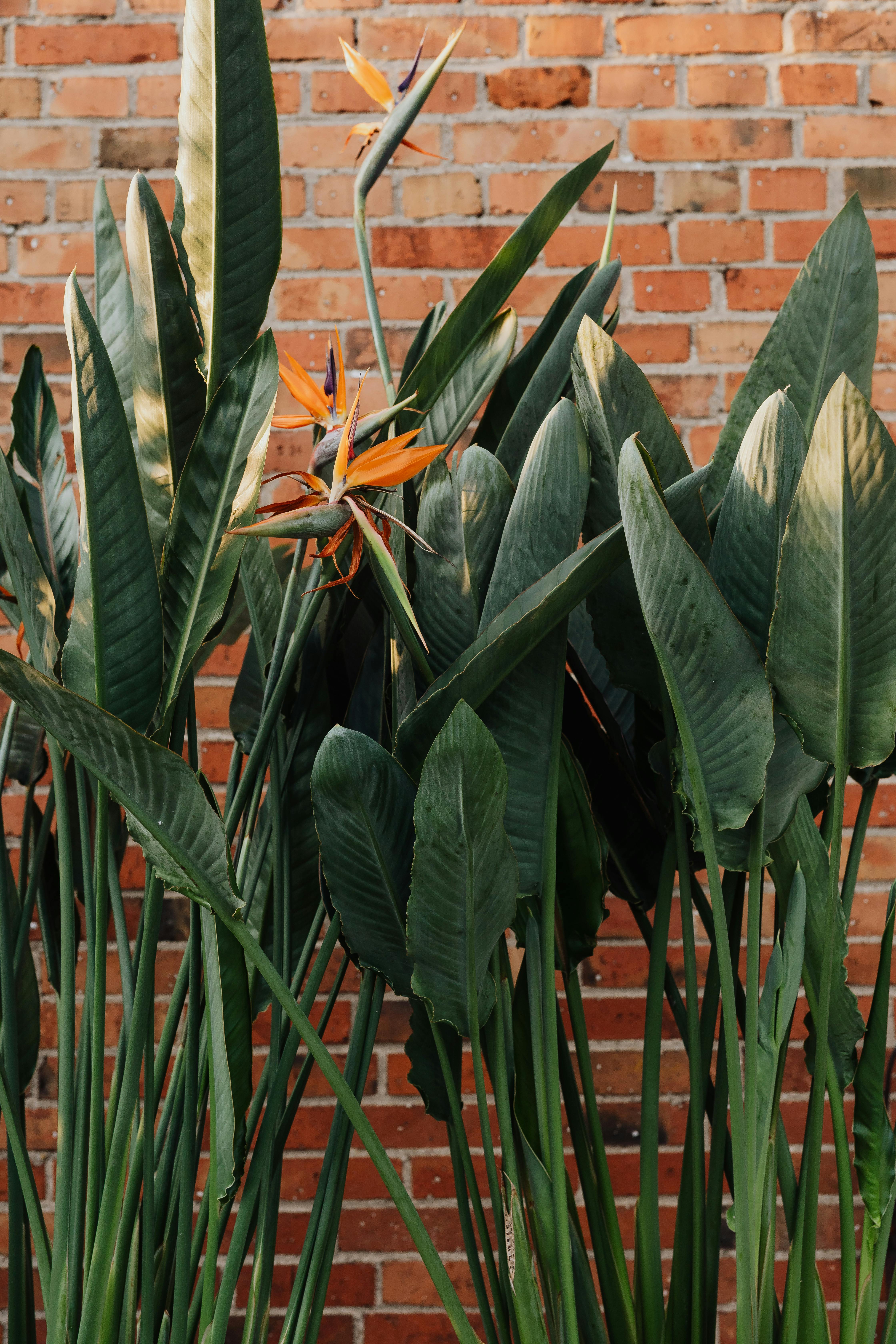 Πώς τα εξωτικά φυτά μετατρέπουν το μπαλκόνι σας σε παράδεισο-1
