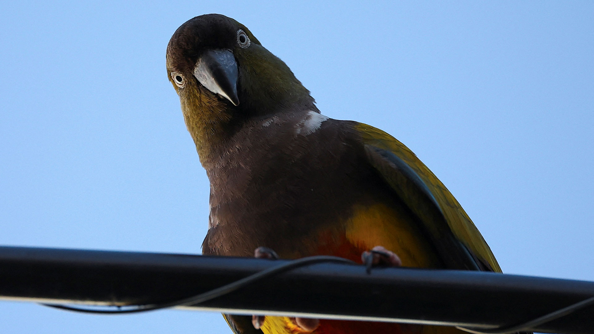 Μια πόλη στην Αργεντινή δίνει μάχη με τους παπαγάλους-5