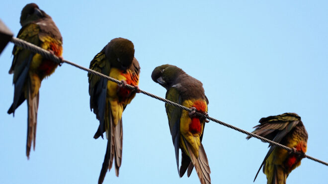 μια-πόλη-στην-αργεντινή-δίνει-μάχη-με-τ-563247379