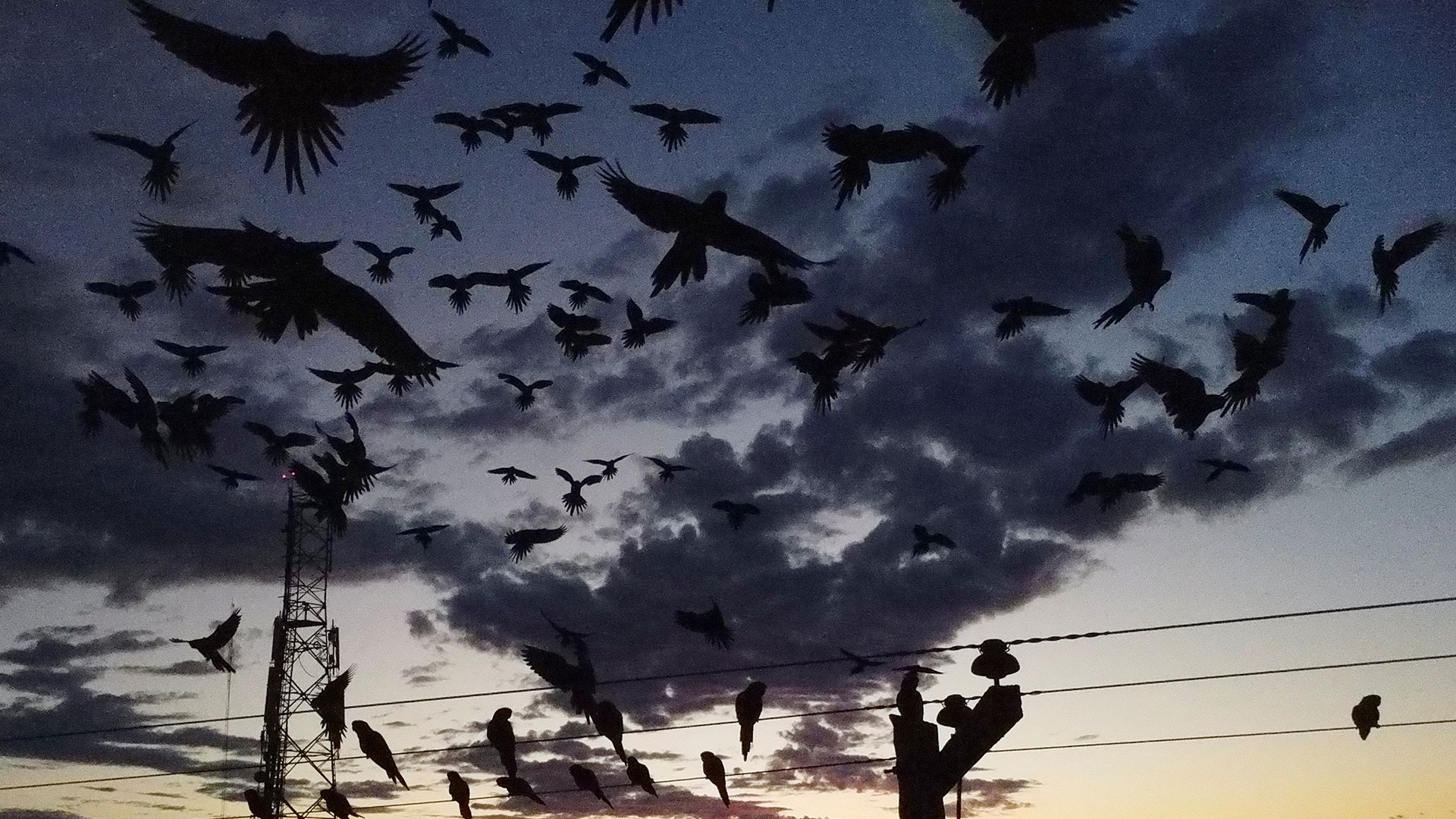 Μια πόλη στην Αργεντινή δίνει μάχη με τους παπαγάλους-2