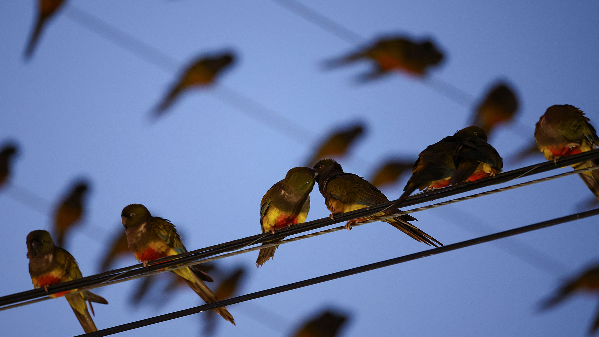 Μια πόλη στην Αργεντινή δίνει μάχη με τους παπαγάλους-3