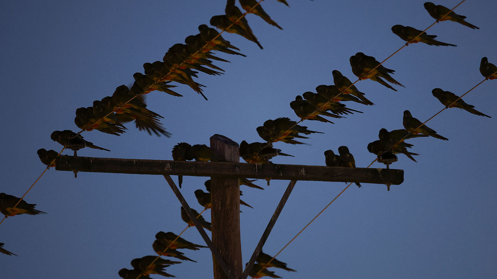 Μια πόλη στην Αργεντινή δίνει μάχη με τους παπαγάλους-1