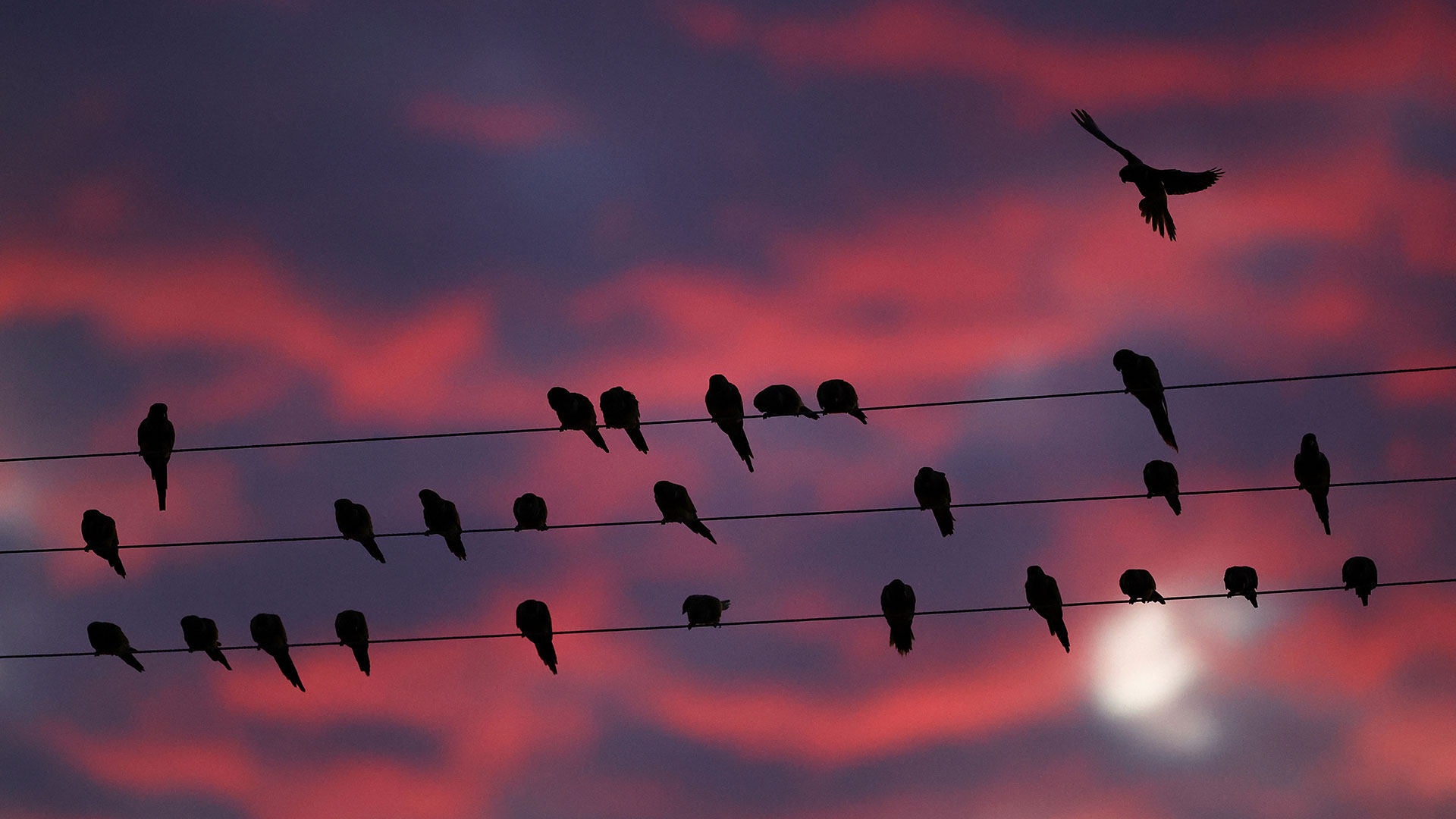Μια πόλη στην Αργεντινή δίνει μάχη με τους παπαγάλους-4