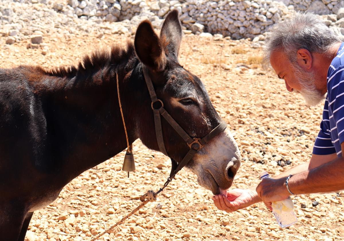 Ενσυναίσθηση για τα ζώα. Iστορίες με καλό τέλος από το καλοκαίρι που πέρασε-1