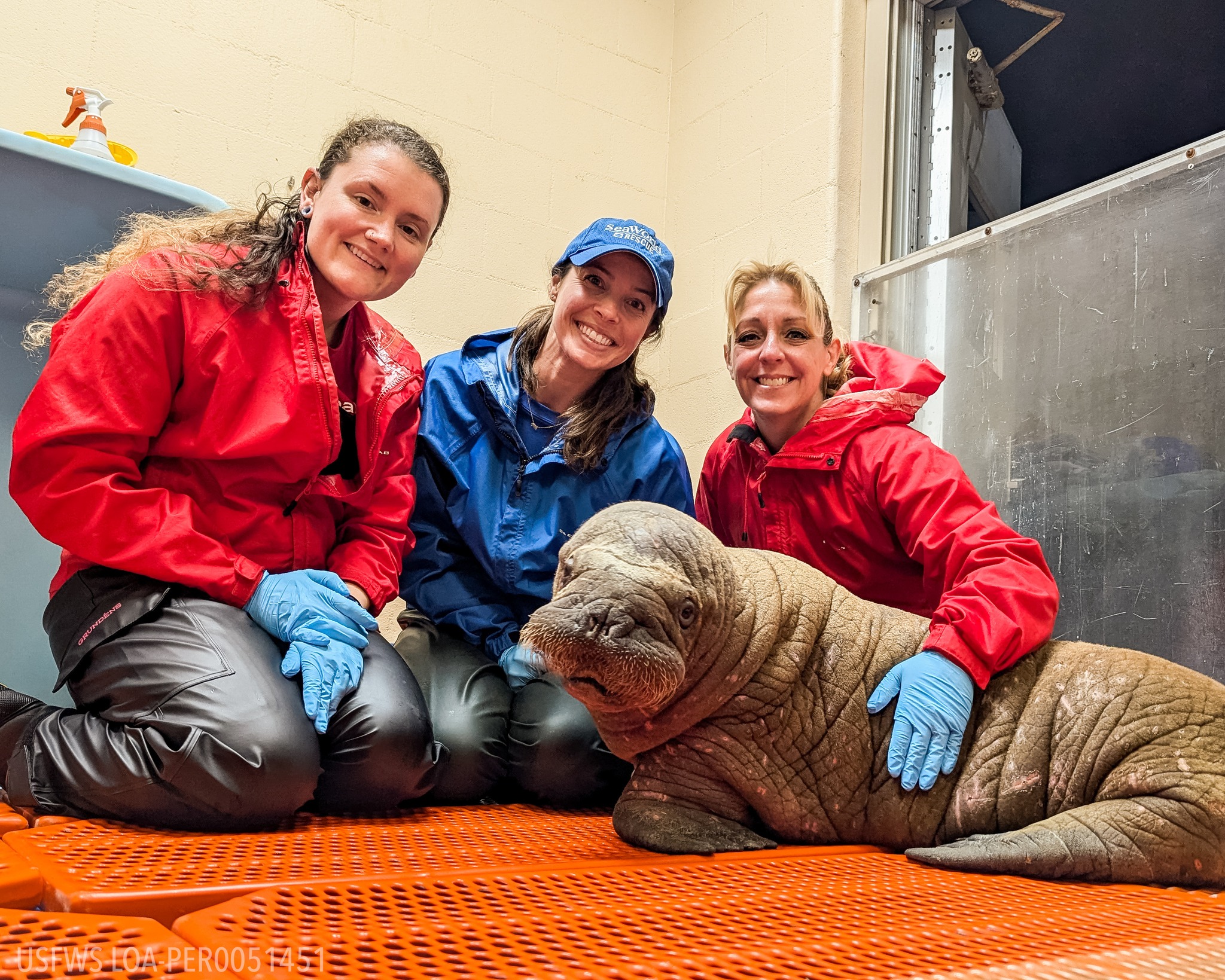 «Ορφανός» θαλάσσιος ίππος βρήκε για μαμά του τους… ανθρώπους-2