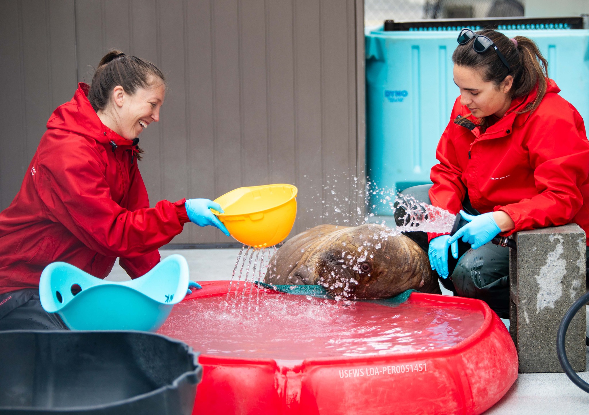 «Ορφανός» θαλάσσιος ίππος βρήκε για μαμά του τους… ανθρώπους-1