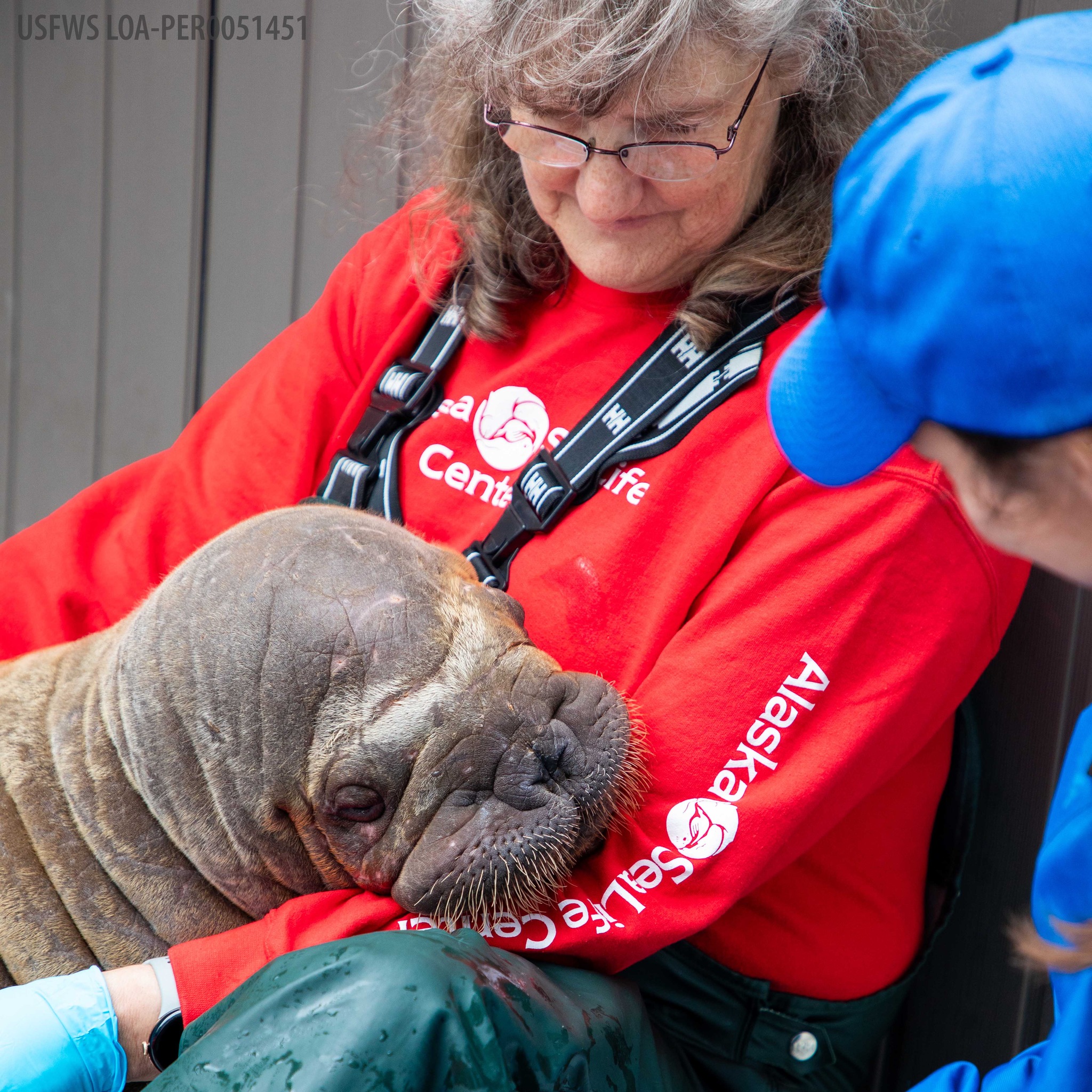 «Ορφανός» θαλάσσιος ίππος βρήκε για μαμά του τους… ανθρώπους-3