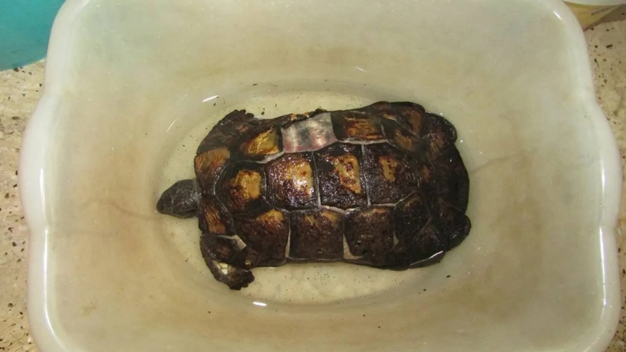 Ενσυναίσθηση για τα ζώα. Iστορίες με καλό τέλος από το καλοκαίρι που πέρασε-3