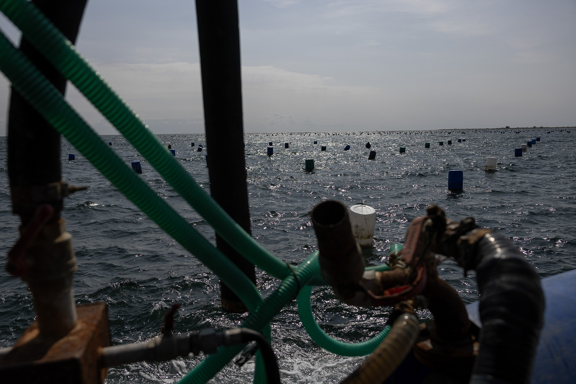 Στις μυδοκαλλιέργειες της Πιερίας «δεν έχει μείνει τίποτα ζωντανό»-11