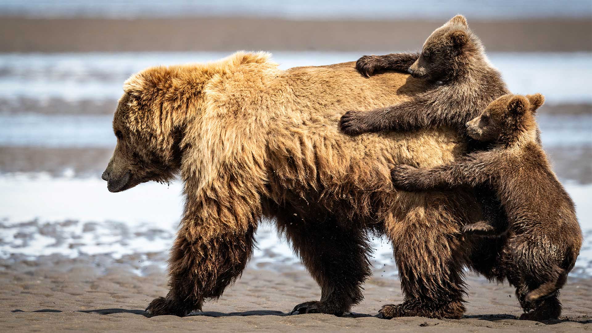 15 από τις πιο αστείες φωτογραφίες ζώων που κυκλοφόρησαν φέτος-4