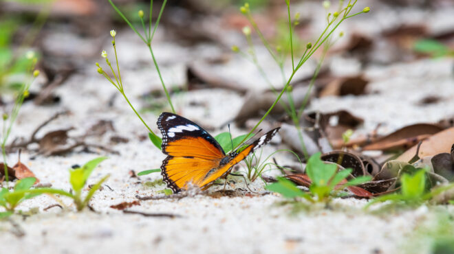 πρόστιμο-200-000-ευρώ-σε-δύο-ιταλούς-λαθροκυ-563217895