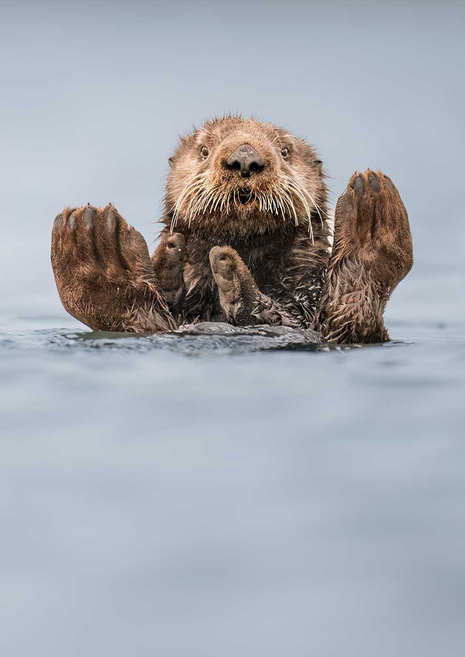15 από τις πιο αστείες φωτογραφίες ζώων που κυκλοφόρησαν φέτος-3