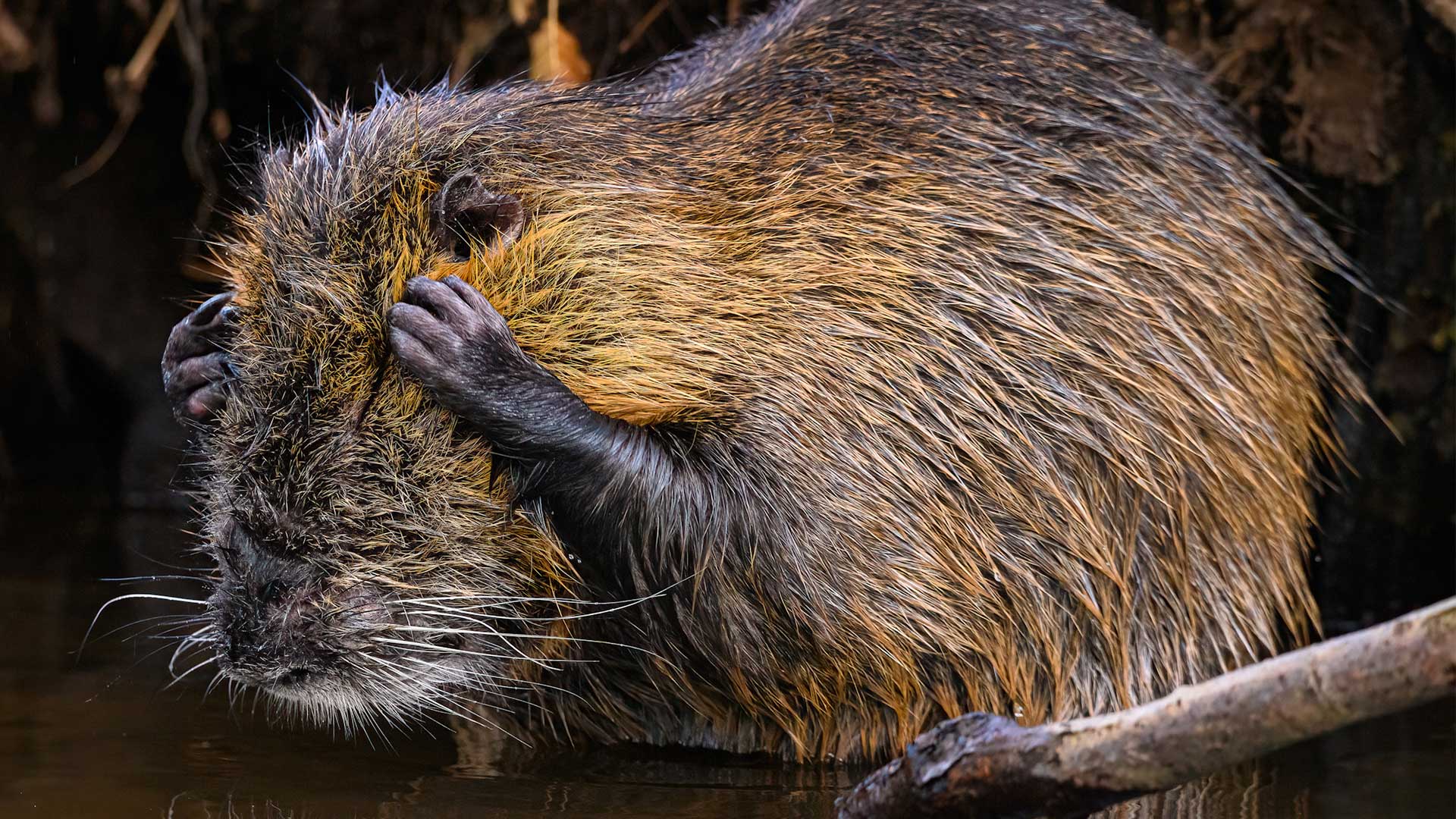 15 από τις πιο αστείες φωτογραφίες ζώων που κυκλοφόρησαν φέτος-7