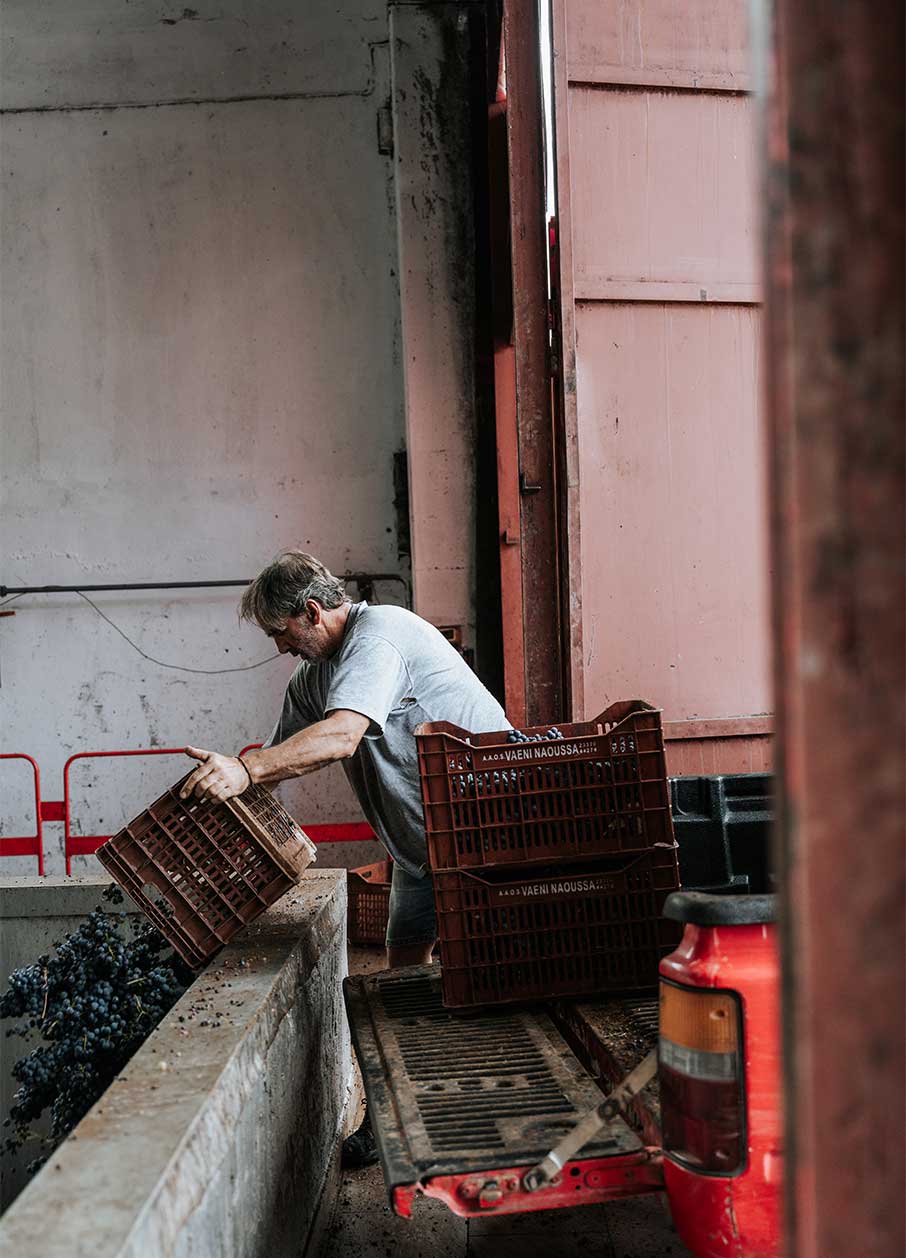 Οινοτουρισμός: Ο τρύγος στη Μακεδονία δίνει αφορμές για ταξίδι-1