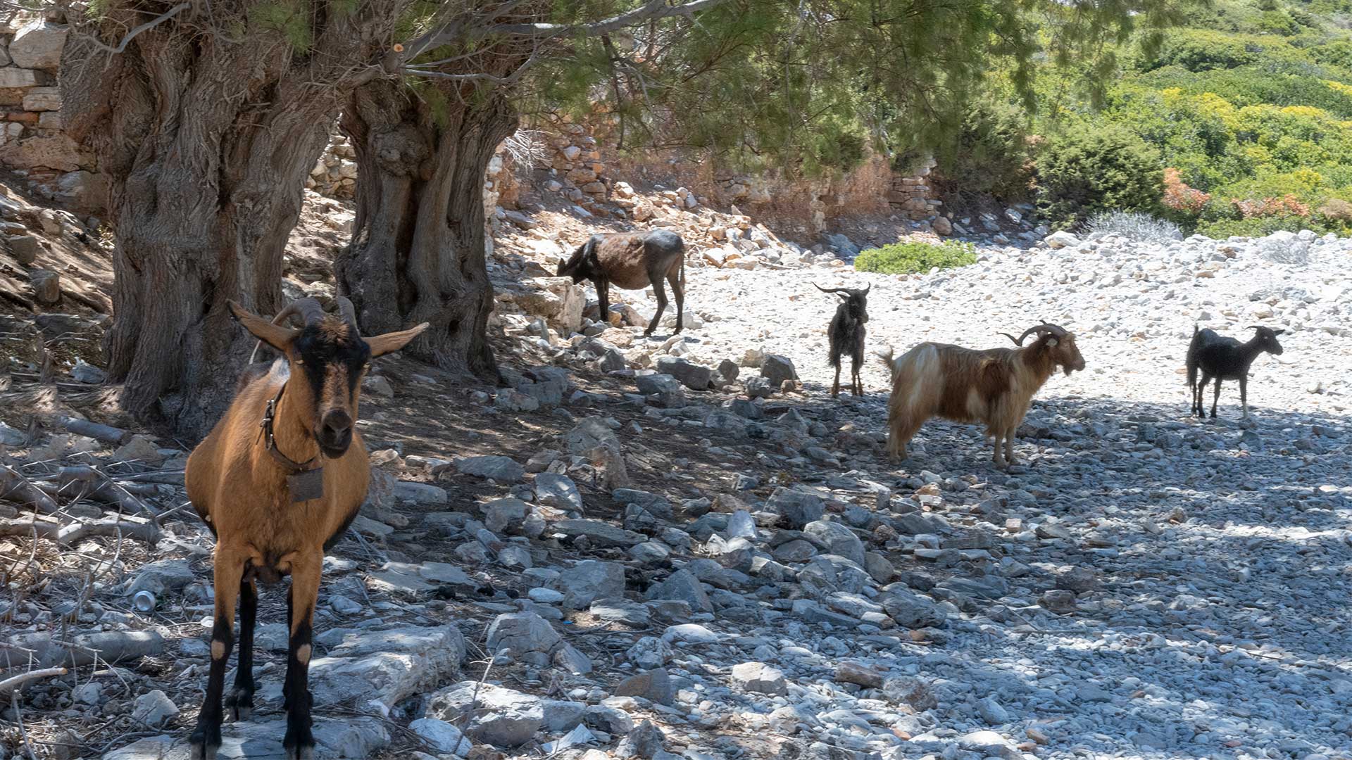 Σαρία Καρπάθου, ο κρυμμένος παράδεισος του Αιγαίου-5