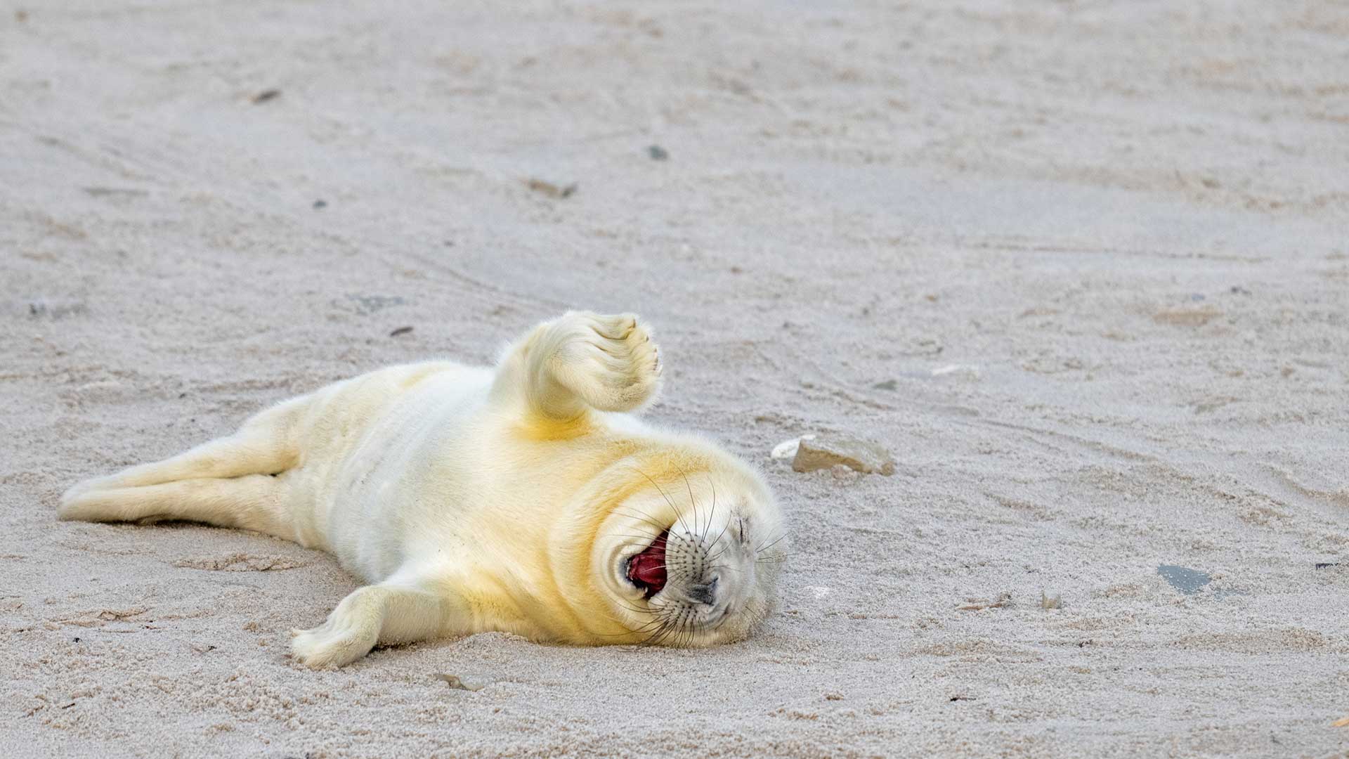 15 από τις πιο αστείες φωτογραφίες ζώων που κυκλοφόρησαν φέτος-10