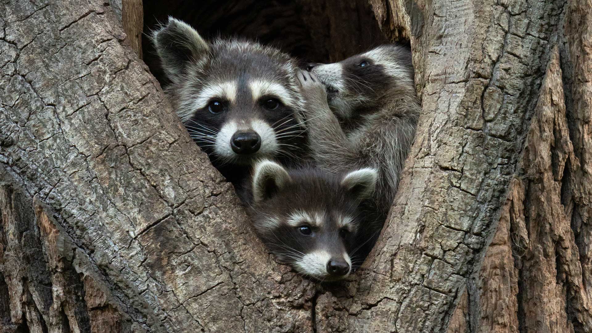 15 από τις πιο αστείες φωτογραφίες ζώων που κυκλοφόρησαν φέτος-2