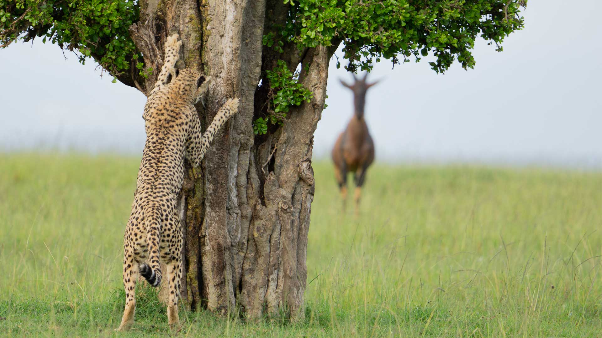 15 από τις πιο αστείες φωτογραφίες ζώων που κυκλοφόρησαν φέτος-11