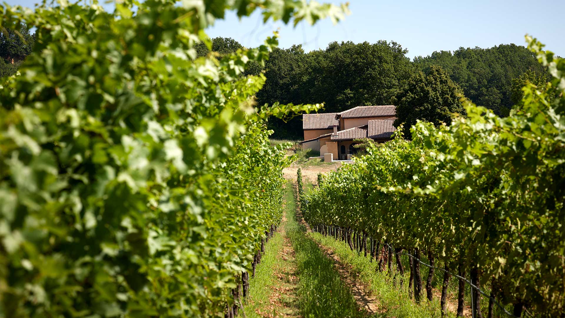 Οινοτουρισμός: Ο τρύγος στη Μακεδονία δίνει αφορμές για ταξίδι-4