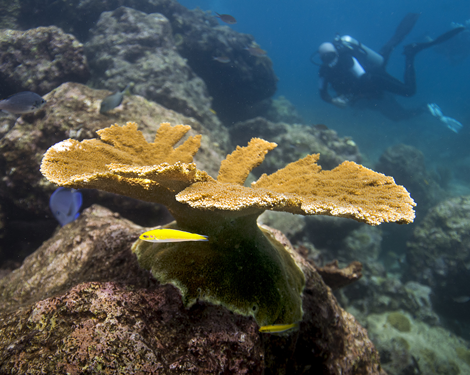 Κλιματική αλλαγή: Κοράλλια που καλλιεργήθηκαν εργαστηριακά επιβίωσαν στα ρεκόρ θερμοκρασίας-2