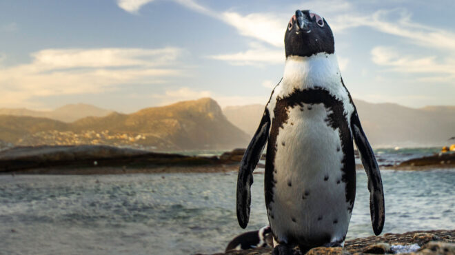 θαύμα-πιγκουίνος-φυγάς-βρέθηκε-σ-563215909