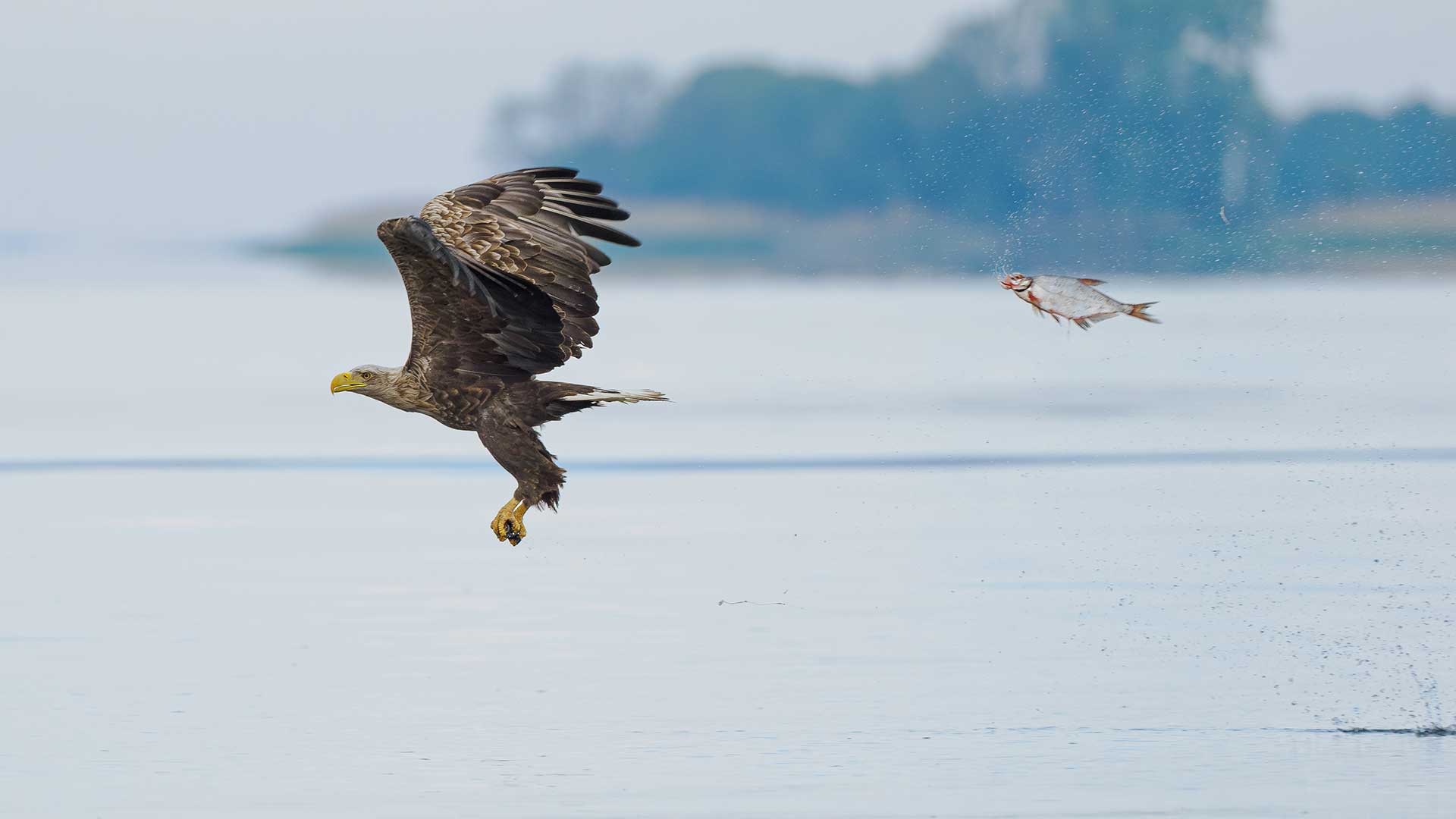 15 από τις πιο αστείες φωτογραφίες ζώων που κυκλοφόρησαν φέτος-13