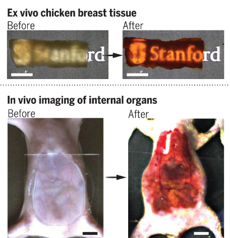 Οι επιστήμονες μόλις έκαναν… διάφανο το δέρμα ποντικιών – Ερχεται η σειρά του ανθρώπου;-1