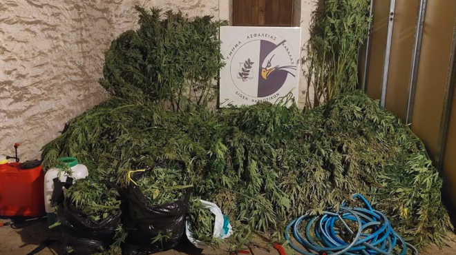 καβάλα-φυτεία-δενδρυλλίων-κάνναβης-ε-563245954