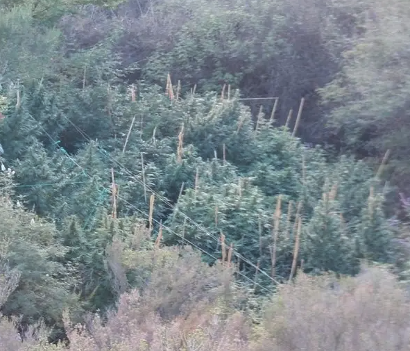 Καβάλα: Φυτεία δενδρυλλίων κάνναβης εντοπίστηκε σε δασική περιοχή – Τρεις συλλήψεις-1