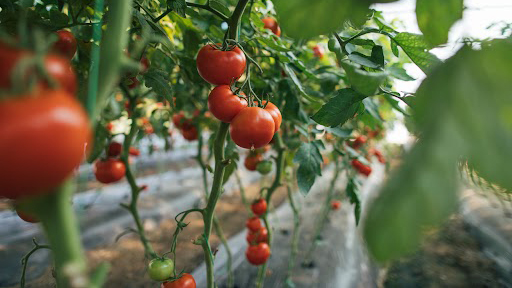 πώς-θα-δυναμώσετε-τα-φυτά-σας-με-τελείω-563205190